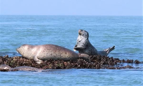 백령도 인근 갯바위에서 쉬고 있는 점박이물범 [사진=인천녹색연합]