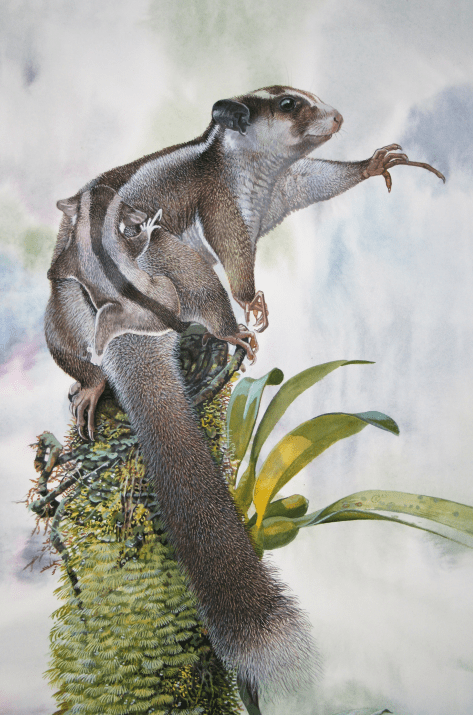 새끼를 업고 있는 암컷 피그미 긴손가락 주머니쥐 그림. 긴 네 번째 손가락이 눈에 띈다. (자료 Peter Schouten/Flannery et al.)