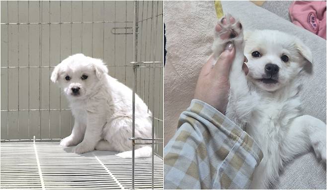 꼬꼬의 입양 전 모습(왼쪽)과 입양 후 모습(김지현 제공) ⓒ 뉴스1