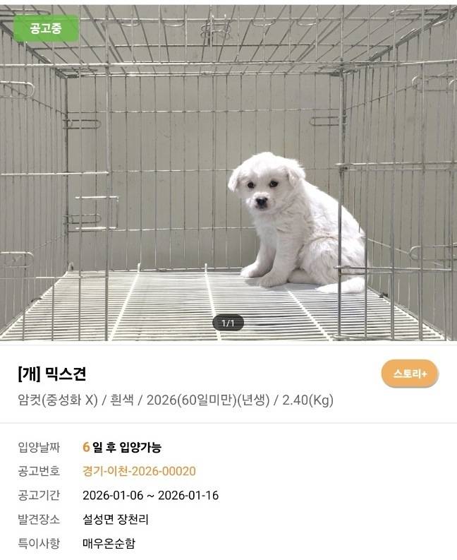 꼬꼬의 입양 공고(사진 동물보호관리시스템) ⓒ 뉴스1