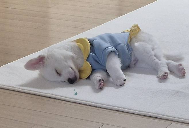 행복한 꼬꼬(김지현 제공) ⓒ 뉴스1