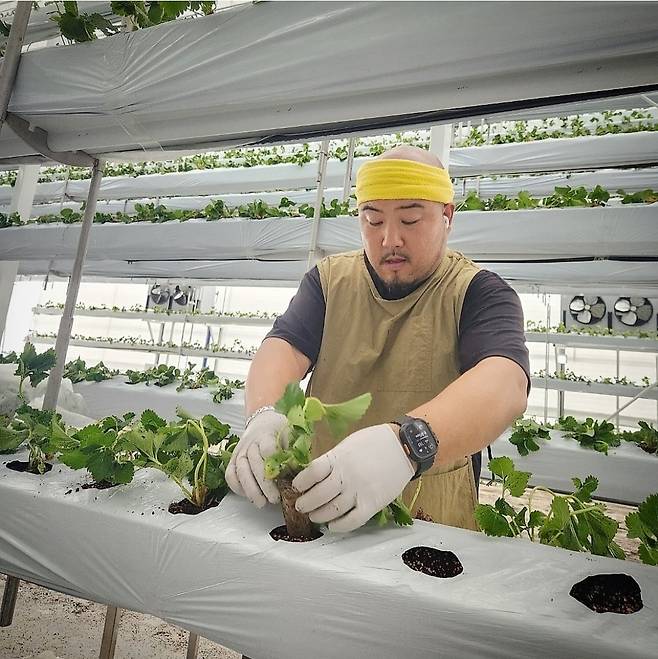 ‘딸기 농부’ 김형일 전 감독이 스마트 팜에서 묘묙을 심고 있다. 김형일 제공