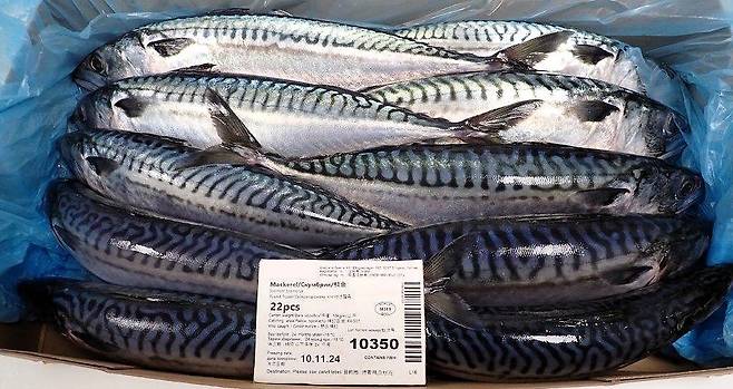 한국으로 수입되는 노르웨이 고등어. 사진 노르웨이수산물위원회