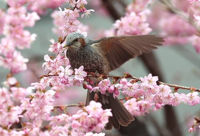 A bird is seen pirched on a spring blossom branch in Busan on March 6. [YONHAP]