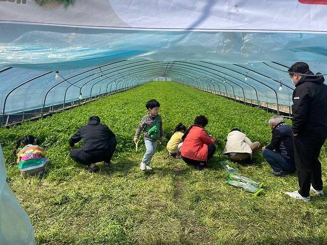 제5회 의령 가례 밭미나리축제 / 사진 = 의령군