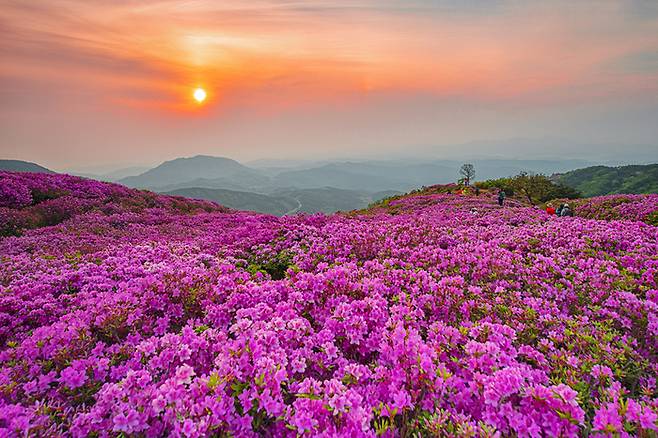 경남 합천 황매산 군립공원 / 사진 = 경상남도