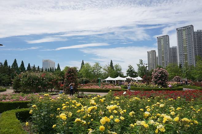 경남 창원 장미공원 / 사진 = 경상남도