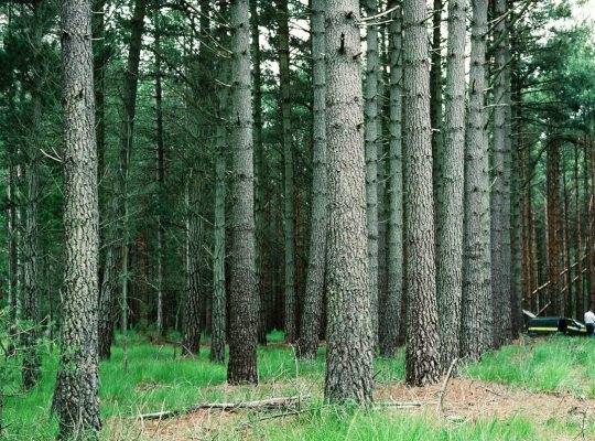 피크노제놀은 프랑스 남서부 ‘랜드(Landes) 지역’의 해송(학명: Pinus pinaster, French Maritime Pine) 껍질에서 추출되는 성분이다. 소나무 껍질 1000kg에서 단 1kg만 얻을 수 있다고 알려져 있다. 사진은 생성 AI가 피크노제놀, 프랑스 해송을 키워드로 만든 이미지. [챗GPT]