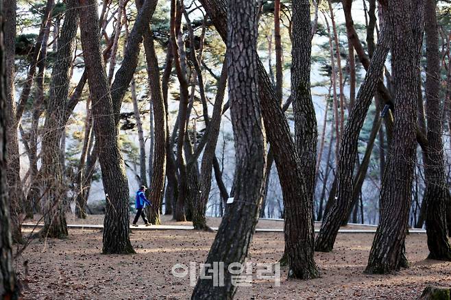 단종이 유배생활을 한 청령포 송림(松林)을 걷고 있는 여행객. 청렴포는 동남북 삼면이 남한강 지류인 서강의 강줄기로 둘러싸여 있고, 서쪽은 66봉의 험한 산줄기 절벽에 막혀 있어 ‘창살없는 감옥’이나 다름없는 곳이다.(사진=이데일리 강경록 여행전문기자)