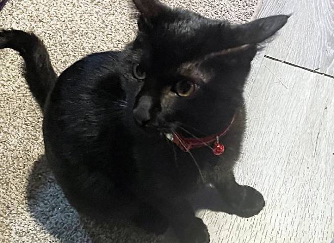 반려묘 '프레드' 사진출처=뉴욕포스트