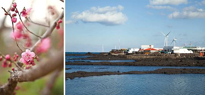 (좌)추사 유배지에 핀 매화 (우)제주의 어촌 풍경
