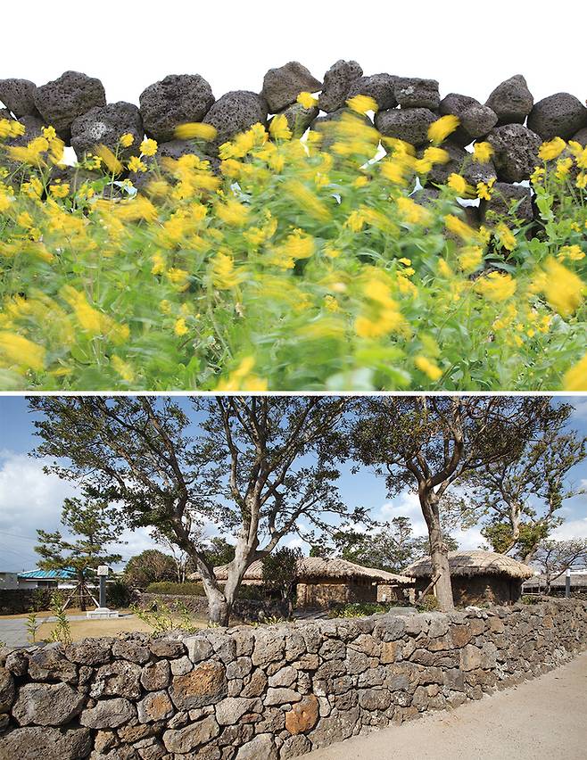 (위)  돌담 앞에 핀 유채 (아래)다시 재현해놓은 추사 유배지