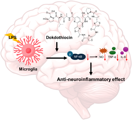 독도 자생식물인 땅채송화 뿌리 주변 토양에 사는 스트렙토마이세스(학명 Streptomyces) 종 미생물이 생산한 독도티오신이 신경염증을 억제하는 원리를 설명한 그림. 생명연 제공