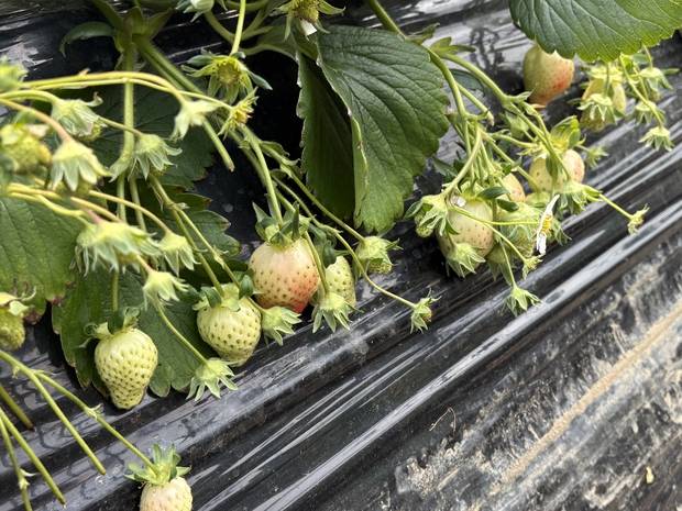경기 남양주시 조안면의 한 딸기 농장에서 자라고 있는 딸기가 떨어진 기온에 제대로 성장하지 못하고 있다. 남소정 기자