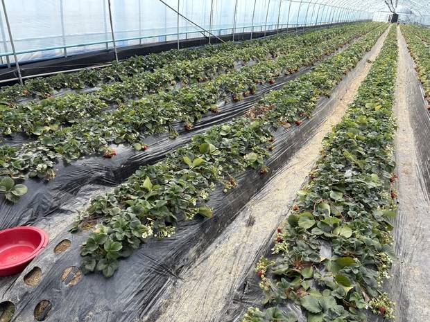 9일 방문한 경기 남양주시 조안면의 한 딸기체험 농장. 남소정 기자