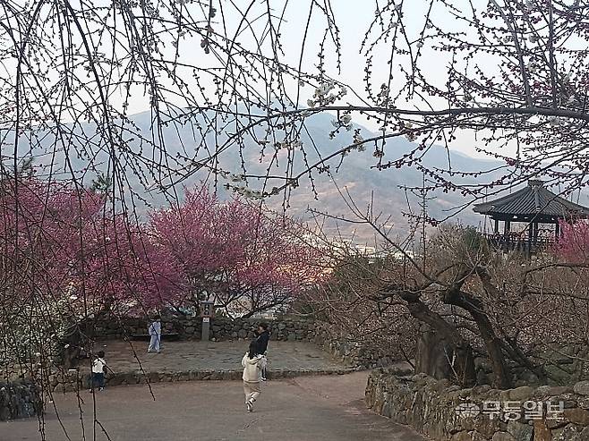 광양시 다압면 섬진마을 청매실농원을 찾은 가족들이 매화 꽃구경을 즐기고 있다.<무등일보>