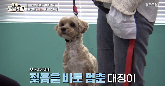 KBS 2TV ‘개는 훌륭하다’