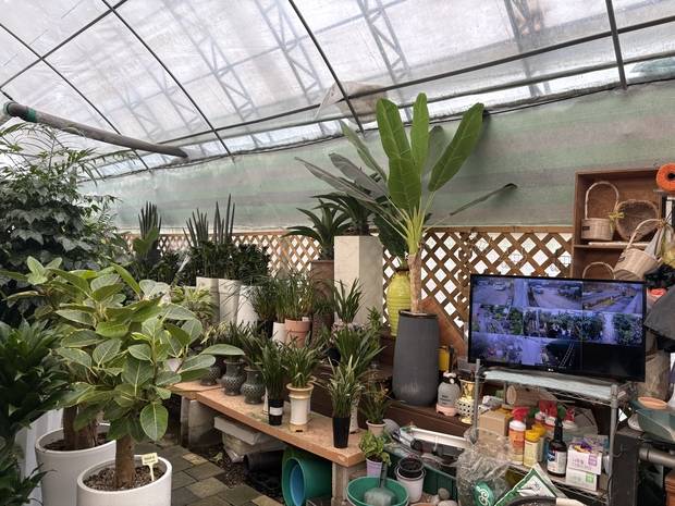 9일 방문한 경기 구리시 사노동의 한 꽃농원. 남소정 기자