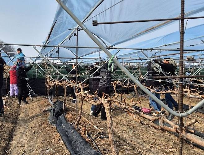 지난 9일 영천시 공무원들이 습설 피해 농가에서 비닐 복구 작업을 하고 있다. ⓒ영천시 제공