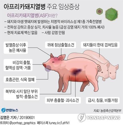 [그래픽] 아프리카돼지열병 주요 임상증상 (서울=연합뉴스) 김영은 기자 = 아프리카돼지열병(ASF)이 북한을 통해 한반도에 들어오면서 2019년 6월 1일 청와대가 사실상 비상체제를 가동했다. 아프리카돼지열병이 치사율 100%에 이르는 가축전염병이라는 점에서 청와대는 현장 방역 상황에 촉각을 곤두세웠다. 0eun@yna.co.kr