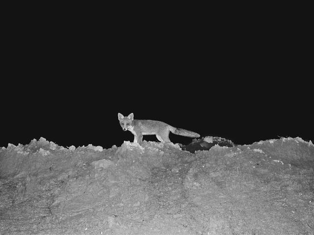 권도연 작, '녹투라마'. 대구 021 갤러리 제공