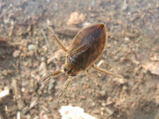 물자라. (사진 이강운 대기자)/뉴스펭귄