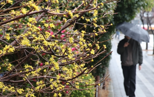 활짝 핀 산수유 꽃 밑으로 우산을 받쳐 든 시민이 지나가고 있다. [연합뉴스]