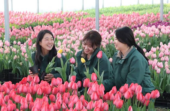 에버랜드 튤립축제 개막을 열흘 앞둔 10일 경기 용인시 처인구 에버랜드 식물하우스에서 직원들이 만개를 앞둔 튤립들의 상태를 살펴보고 있다. 사진=뉴스1