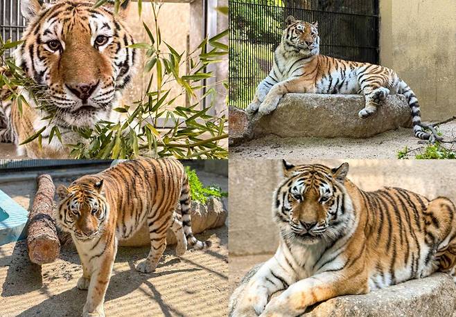 서울대공원 시베리아호랑이 ‘미호’가 지난달 18일 다른 개체의 공격으로 사망했다. 서울대공원 제공