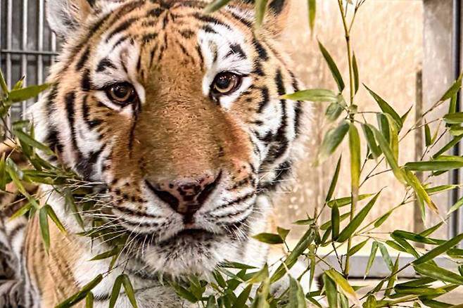 서울대공원 시베리아호랑이 미호. 서울대공원 제공