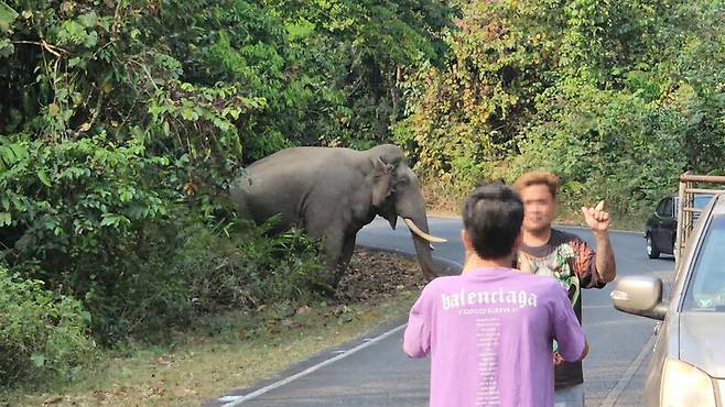 지난 2월 야생 코끼리의 공격으로 인명사고가 난 타이 카오야이 국립공원에서 관광객이 도로에 나타난 야생 코끼리를 뒤에 두고 기념사진을 찍고 있다. 사진 남종영