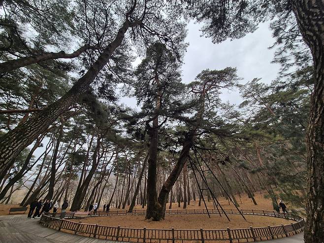 A tall pine tree known as Gwaneumsong is seen in Yeongwol County, Gangwon, on March 6. [PARK JIN-HO]
