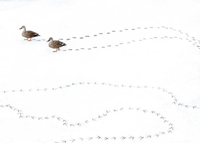 만석공원의 흰뺨검둥오리 [사진/정동헌 기자]