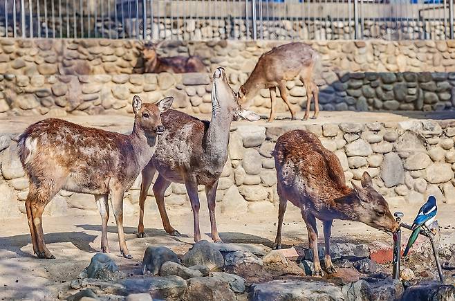 달성공원 내 사슴들[사진/임헌정 기자]
