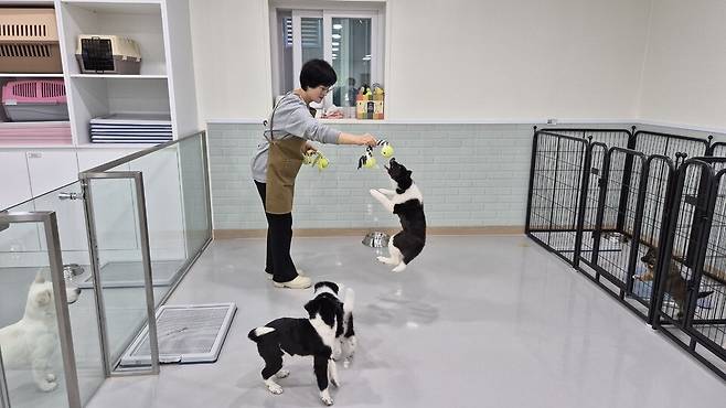 ▲&nbsp;남양주시 반려동물 입양문화센터 직원이 유기견들을 돌보고 있다.&nbsp;