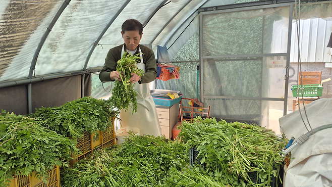 지난 11일 오후 대구 동구 미곡동 논골농원에서 최용희씨가 수확한 미나리를 선별하고 있다. 조윤화 기자