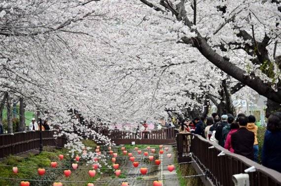 진해 여좌천변에 만개한 벚꽃