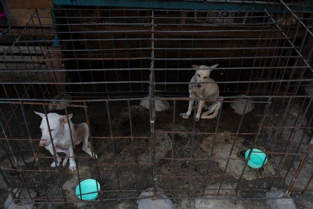 지난달 25일, 인도네시아 NTT 주 쿠팡 지역에서 운영하던 식용견 농장의 개들. 이곳에 있던 개 10마리는 구조돼 동물병원 검진을 받고 있다. 한국 휴메인 월드 포 애니멀즈 제공