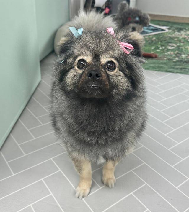 이번 인터뷰의 주인공 뽀숑이. 보호자 제공