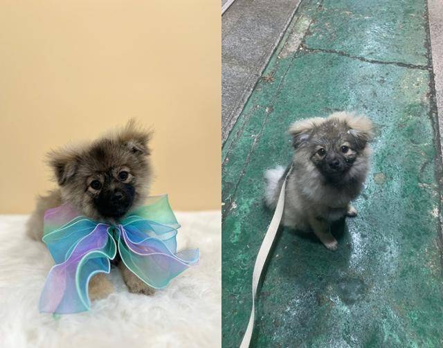 쪼꼬미 시절 뽀숑! 보호자 제공