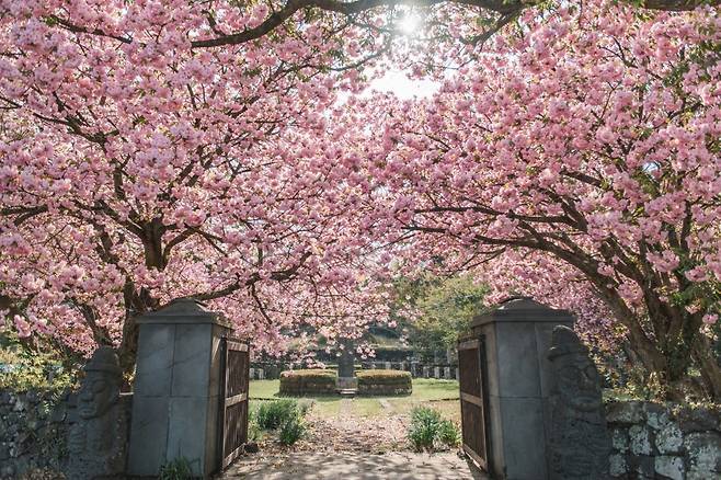 감사공묘역 겹벚꽃. (제주관광공사 제공)