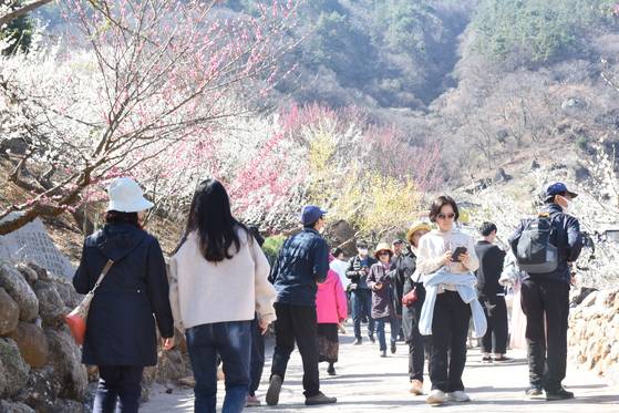 중년 세대의 전유물로 여겨진 지역 축제가 MZ세대의 유입으로 새로운 국면을 맞았다. 문체부에 따르면 코로나 이후 지역 축제 소셜 언급량은 지난해 9300건으로 2019년 대비 40.9% 상승했다. 사진은 매화축제 모습. 뉴스1