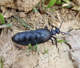▲ 화학무기를 장착한 곤충 남가뢰