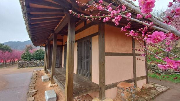 조희룡 적거지 '만구음관'. 조희룡의 상징이 된 홍매화가 적거지를 둘러싸고 있다