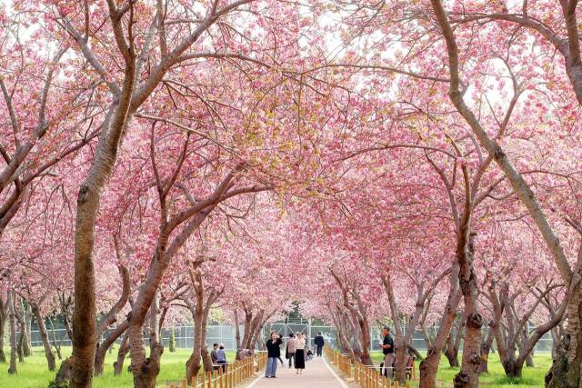 창원시 진해구 웅동수원지 벚꽃단지./창원시 제공/