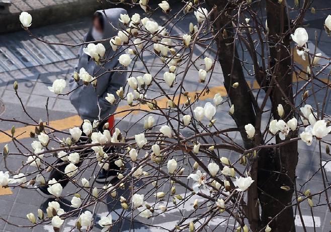 포근한 날씨를 보인 9일 부산 남구의 한 주택가에 목련이 꽃망울을 터트려 시민들의 눈길을 사로잡고 있다. (사진=뉴시스)