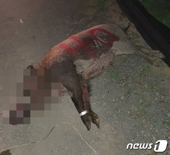 2021년 제주에서 포획된 멧돼지 사체(야생생물관리협회 제주지부 제공. 재판매 및 DB금지)/뉴스1