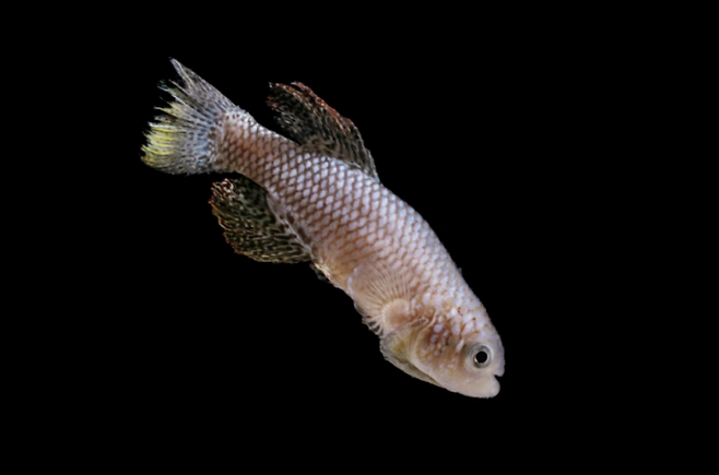 낮잠을 자는 어린 킬리피시는 수명이 짧은 경향이 있는 것으로 나타났다. 앤드루 브로드헤드, 스탠퍼드대 제공