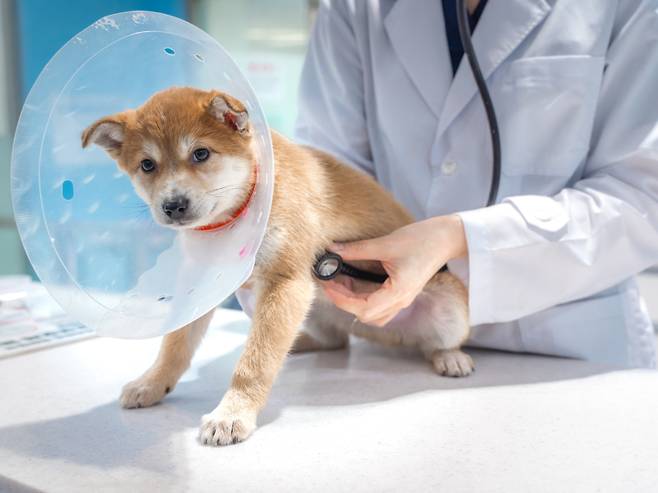 서울시가 운영하는 ‘우리동네 동물병원’ 사업을 통해 진료를 받고 있는 반려견의 모습. 서울시 제공
