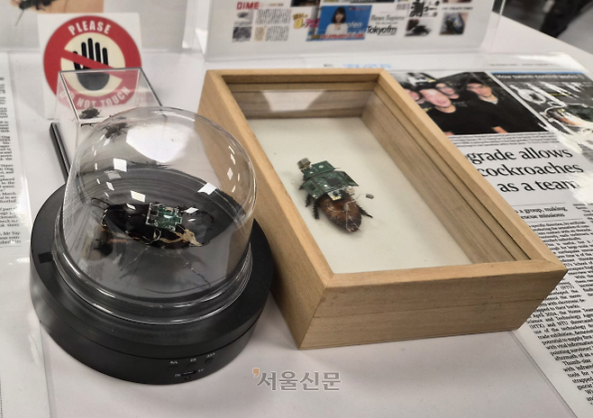 NTU 기계항공공학과 학생들이 칩을 심고 머신러닝으로 학습시킨 사이보그 ‘딱정벌레’. 싱가포르 김가현 기자